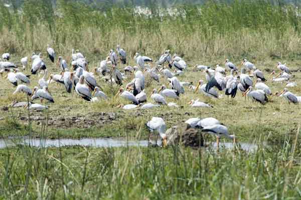 103 - Tanzania - Ciguenyas - parque nacional lago Manyara